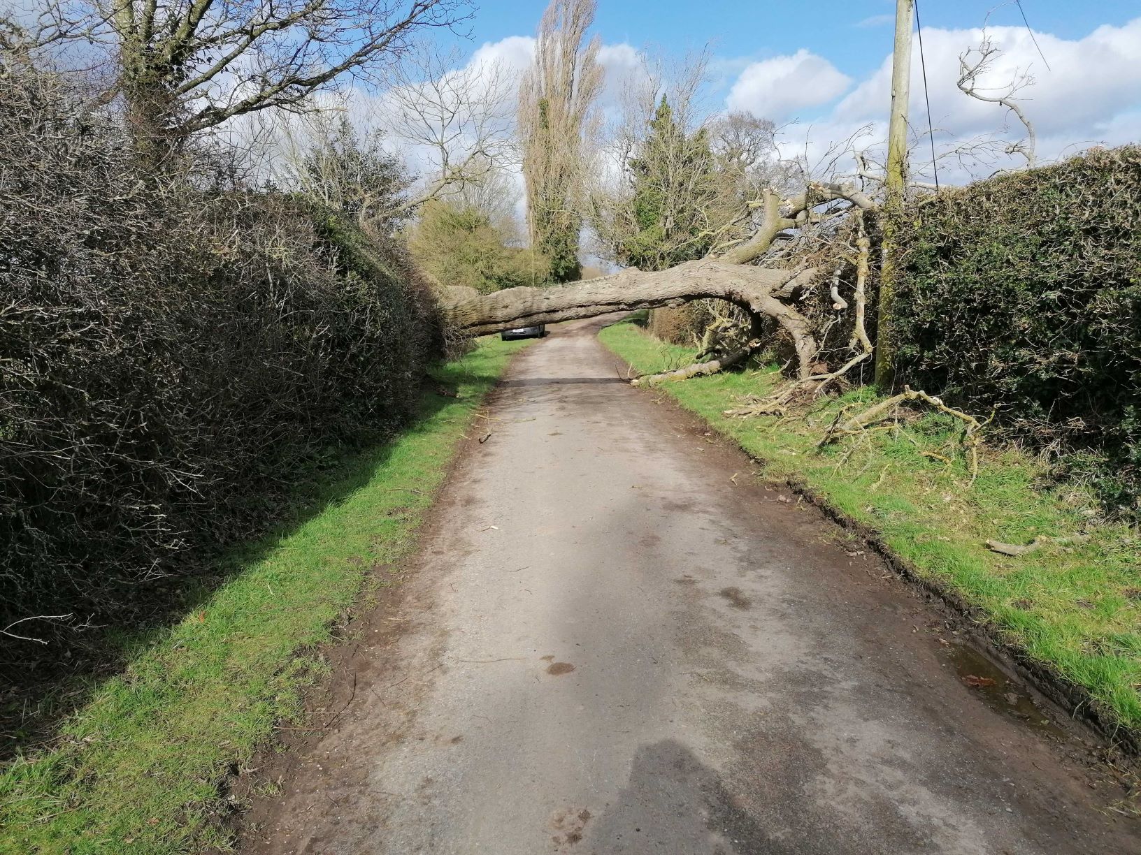 Tree down by the Highlands (Bunsley bank), March 11th